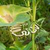 1/2PCS Support Branches Wooden Flower Stem Holder Plant Retaining Support  for Flower Lovers