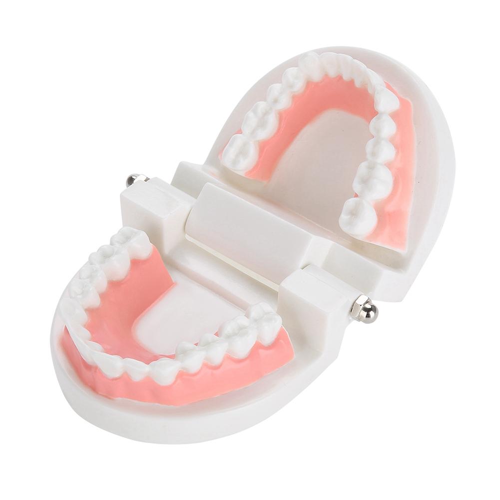 Dental Denture Model 28Pcs Standard Adult Teeth Model Medical Teaching Tool