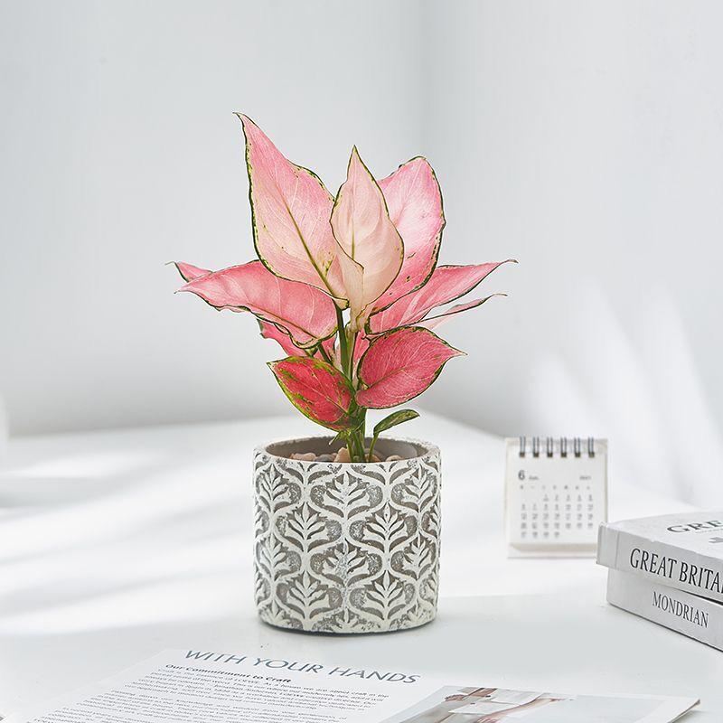 Japanese Embossed Cement Planter: Indoor Formaldehyde-Absorbing, Air-Purifying, Breathable Pot for Green Plants