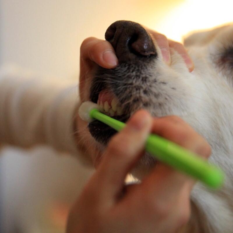 [The Twelve] 360-degree pet toothbrush (3 pieces) 360 degree 3-piece set