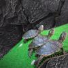 Simulated Rock Background Reptile Tank Terrarium 3D Stereo Background Decor Realistic Textured Aquarium Landscape Board