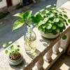 2pc 3D Printed Minimalist Hydroponic Plant Holder Stand Set for Indoor Gardening and Plant Display Compatible with Various Containers