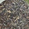 2008 Yunnan Tea Tree King Raw Pu'er Tea Cake Changrui Grade Old Raw Pu'er 357g