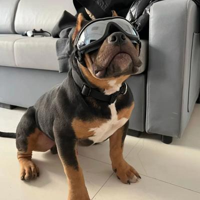 Yousheng Pet Sunglasses Dog Goggles with Adjustable Elastic Strap Anti-fog Waterproof UV-Protection Pet Glasses Eyewear