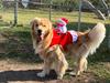 Santa Claus Riding Horse Dog Costume – Festive Pet Christmas Outfit