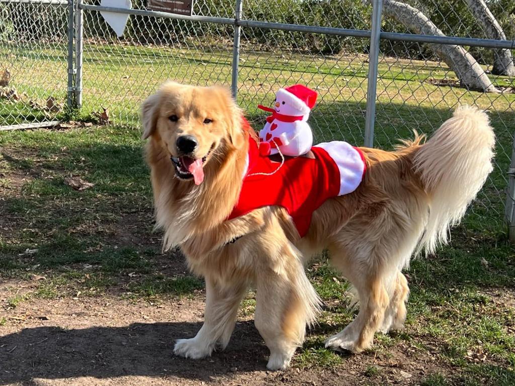 Santa Claus Riding Horse Dog Costume – Festive Pet Christmas Outfit