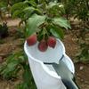 Metal Fruit Picker Fruit Catcher Collector Portable Fruit Catcher Harvest Picking Tool Gardening Tool