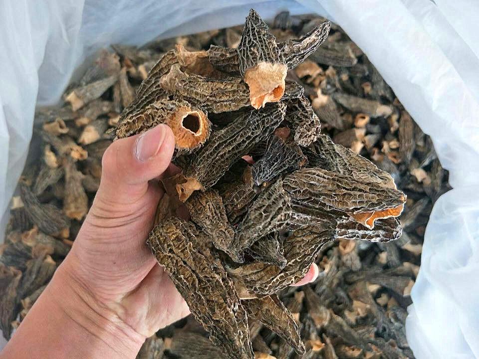 Sitong Junye Dried Morel Mushrooms - Yunnan Plateau Specialty
