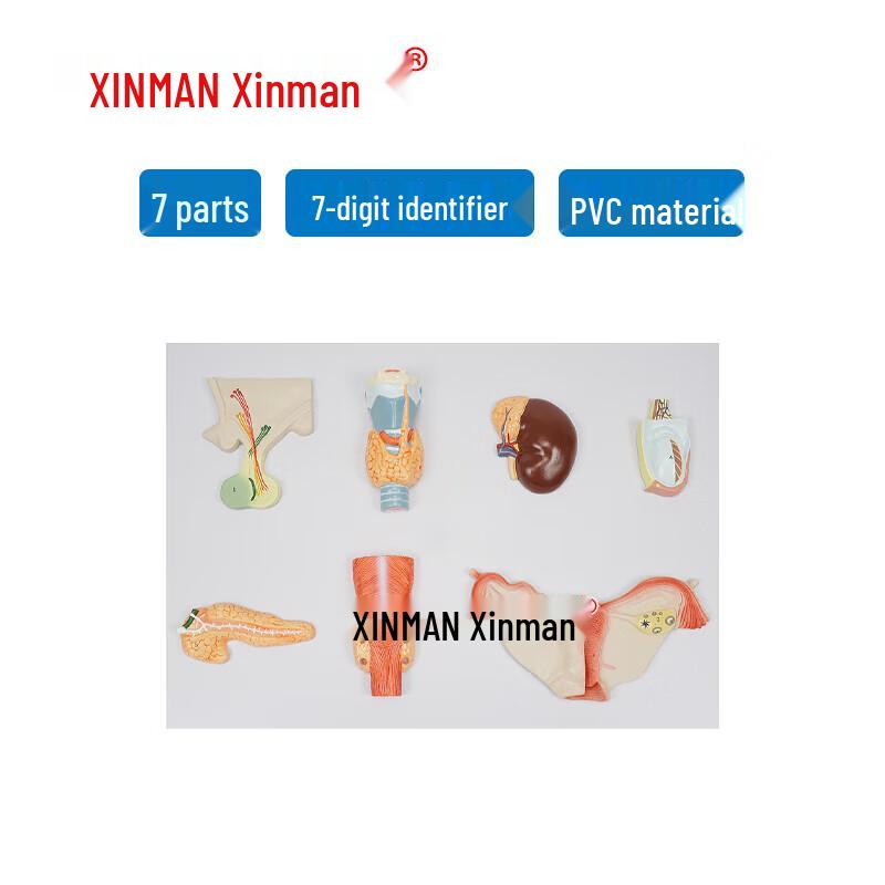 Human Endocrine Organ Model