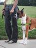 PetSafe Deluxe Easy Walk Hundegeschirr Apfelgrün x Anti-Zug Geschirr, Schwarz, M/L