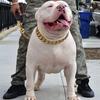 Strong Dog Gold Collar Big Dogs Cuban Link Chain 32mm Wide Stainless Steel Collar for Medium Large Bulldog Usage