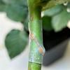 Plant Graft Protector Silicone Grafting Sleeves for Fruit Trees Elastic Thin-walled Grafting Tubes Rapid Plant for Gardening