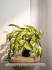 Artificial Green Plants for Indoor Decor – Potted Ornaments for Living Room or Coffee Table