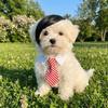 Fashion Funny Pet Side Bangs Creative Eye-catching Dog Wig Adjustable Cat Headdress Halloween Costume
