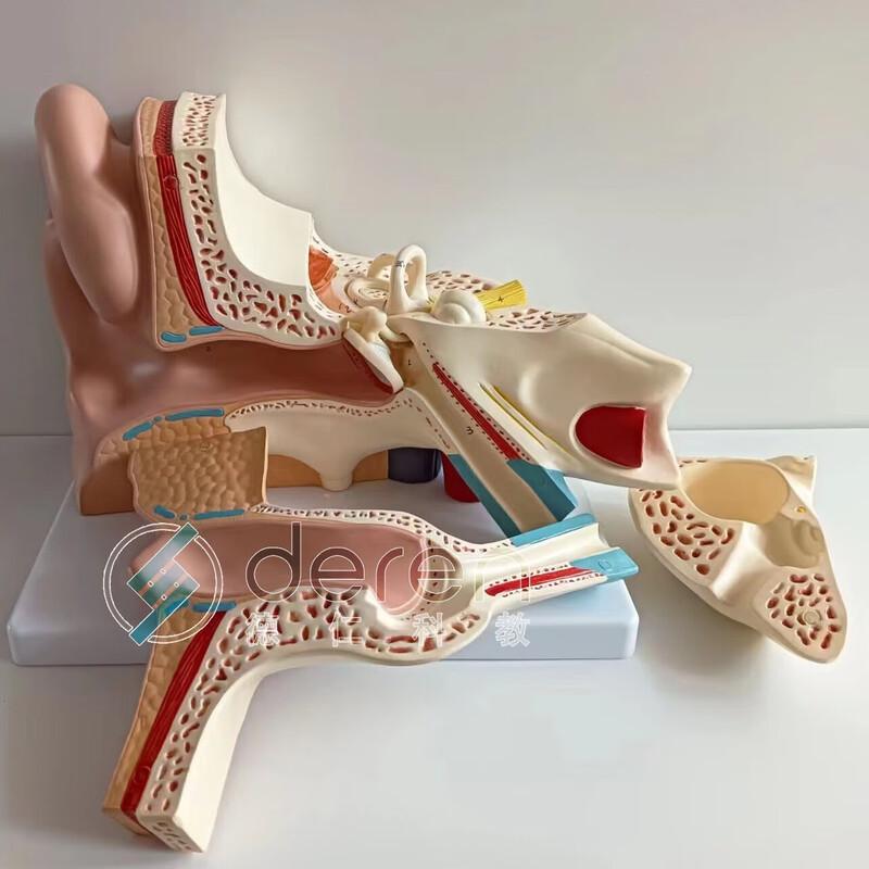 Derun Human Ear Anatomy Teaching Model