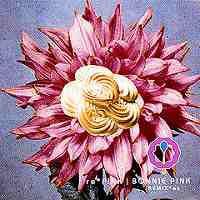 CD BONNIE PINK - re*Pink WPC710130 Organon, WEA Ja 2002 Japan Japanese Pop/Rock Used