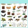 Realistic Pvc Insect Model Set Featuring Butterflies Bees And Frogs With Growth Cycle Storage Box