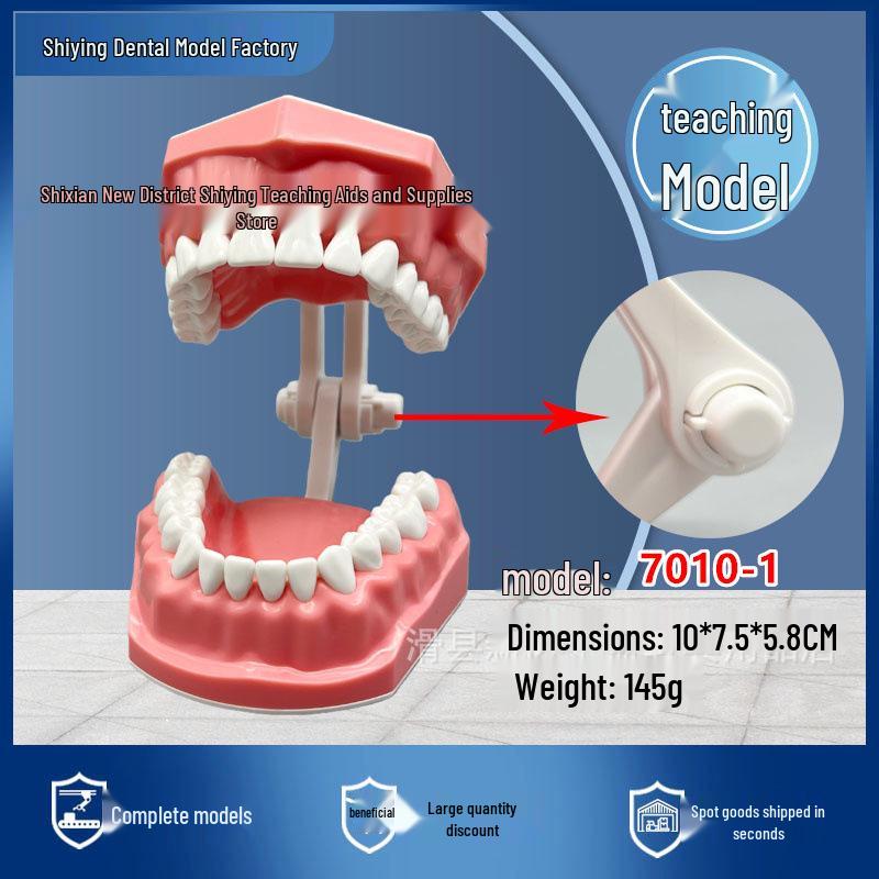 Dental Teaching Dental Tooth Model for Kids - Free Shipping 1x Brushing Model 7010-1