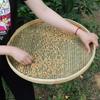 Large Handmade Bamboo Winnowing Basket: Round, Perforated Drying Sieve & Decorative Plaque