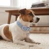 Met Bel Anti-verlies Kattenhalsband Metalen Gesp Huisdier Halsband Mode Puppy Jeans Kraag Buitengebruik