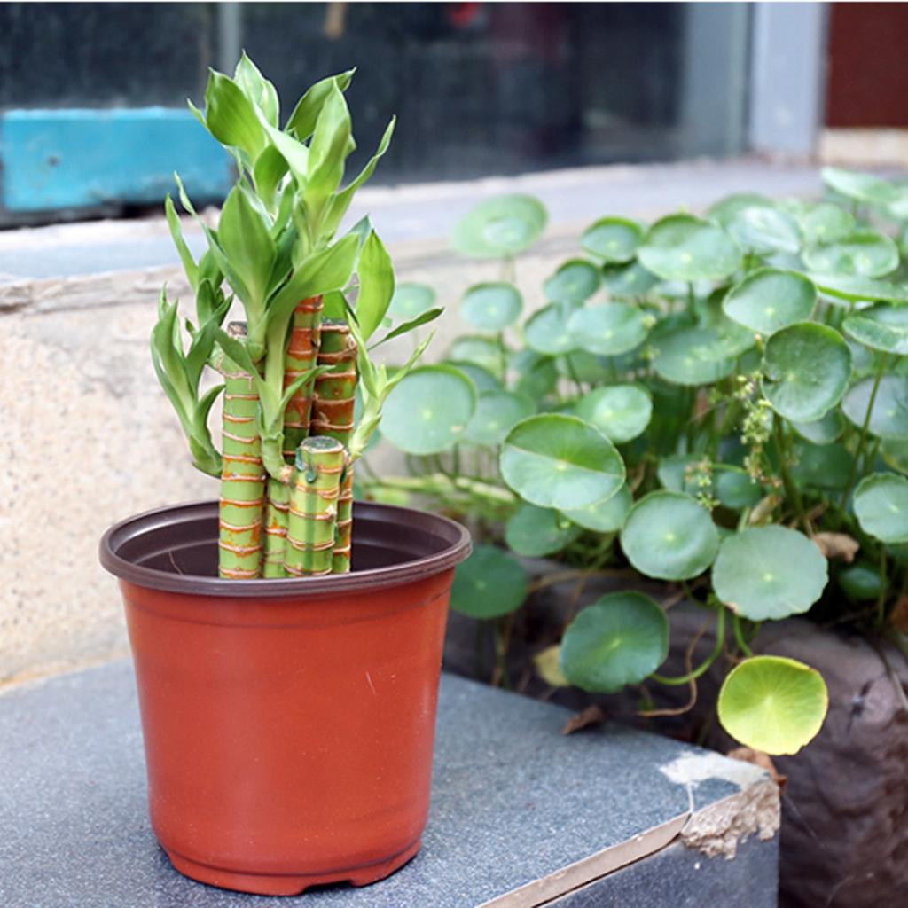 Garden Nursery Pots Plastic Seed Starting Containers Lightweight Seedling Trays Plant Flower Vegetable Fruit Cultivation Boxes