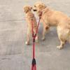 Laisse de chien double en ruban de nylon solide une corde de traction enchevêtrement tressée rouge et noir