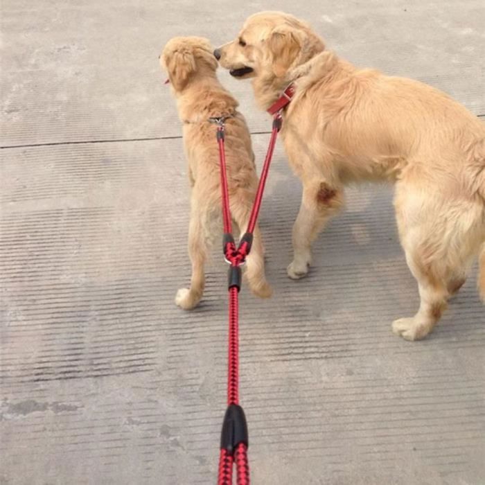Laisse de chien double en ruban de nylon solide une corde de traction enchevêtrement tressée rouge et noir