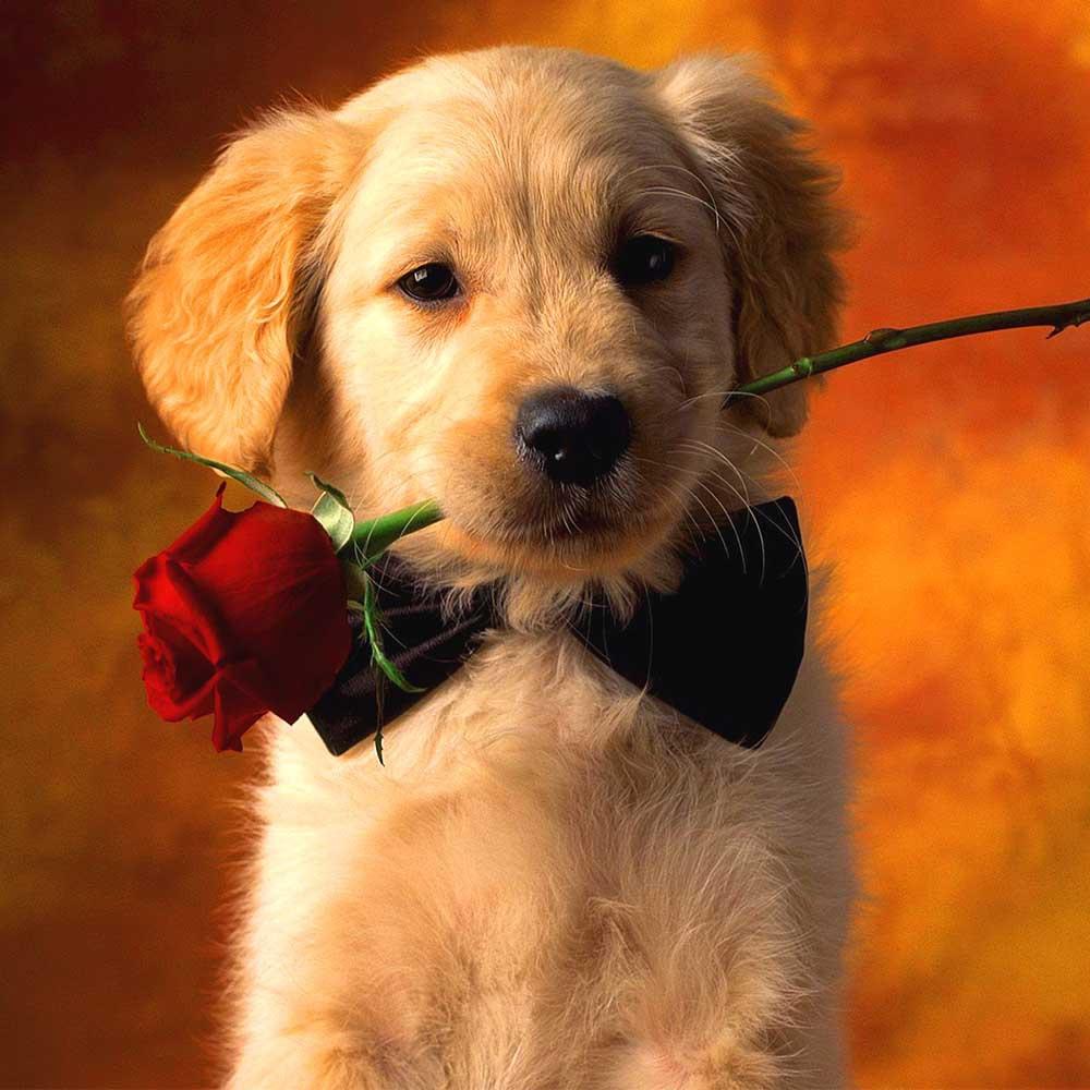 Diamond Painting Cross Animal Full Square Round Drill Diamond Embroidery Dog Diamond Mosaic Needlework Wall Art