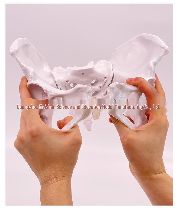 Female Pelvic Muscle and Pelvic Floor Model for Midwifery and Childbirth Education