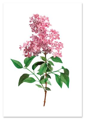 Poster Flower Lilac Plant Vintage
