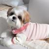 Spring and Summer Teddy Puppy Dog Clothes Bigbear Cat Pomeranian Thin Vest Small Puppy Suspender Pet Clothes