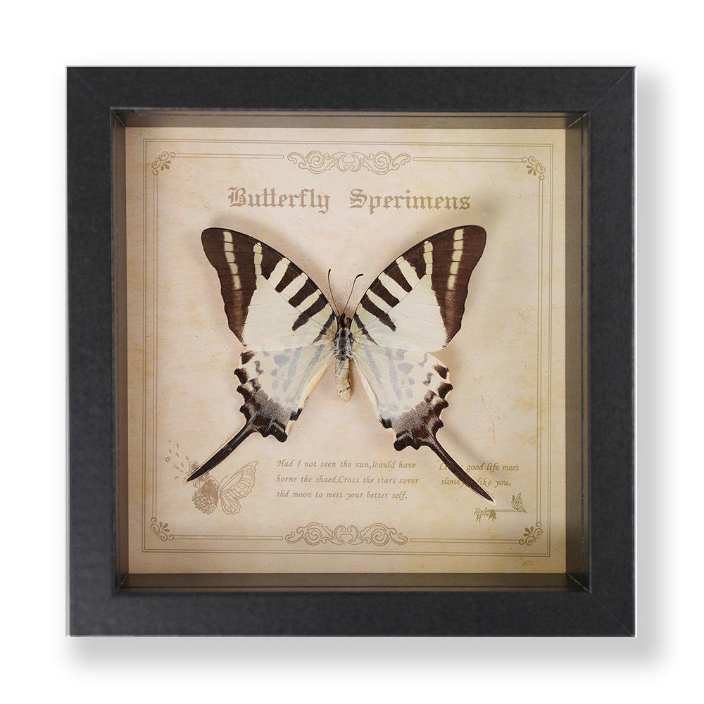 Green Banded Swallowtail Butterfly Specimen Decorative Painting - Real Insect for Display