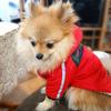 Pet Supplies Clothes Dog Waterproof Hoodie Bag Reflective Strip Autumn and Winter Cotton Clothing Traction Rope Chest Backpack