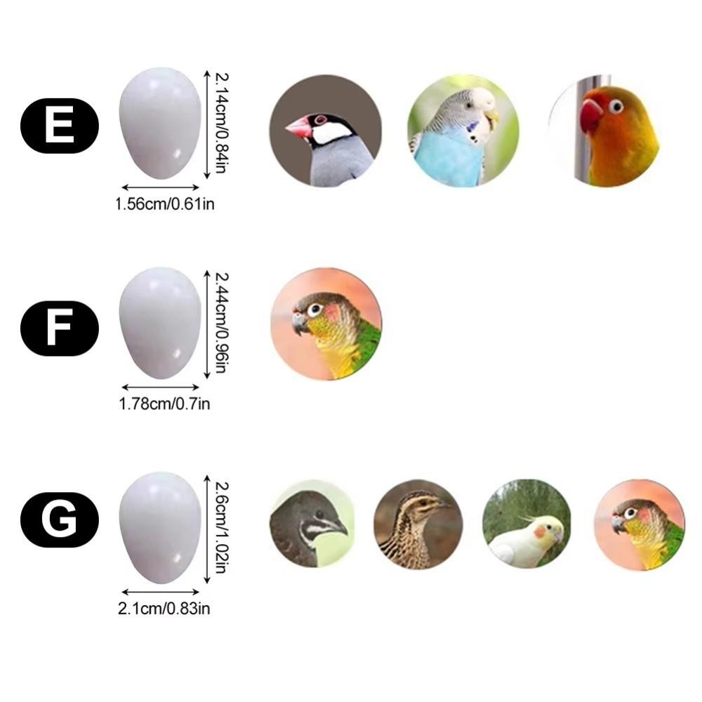10pcs Realistic Dummy Eggs Multi-size Parrot Eggs Model Simulation Bird Eggs  For Budgie Cockatiel