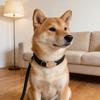 Slip Lead Dog Leash No Pull Heavy Duty Leash for Small Medium Large Dogs Strong Training Rope with Adjustable Stopper for Walking Hiking