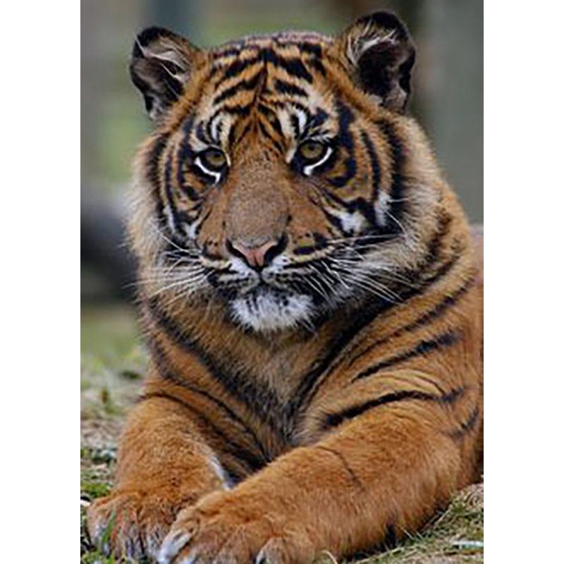 5D Diy Diamond Painting Animal Tiger Diamond Embroidery Full Drill Rhinestones Daimond Painting Mosaics Home Decor Cross Stitch