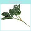 Monstera Plant Deliciosa Liebm Leaves Wall Greenery Decor Enhancement
