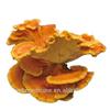 Ceai Natural Detox cu Plante Uscate Laetiporus Sulphureus Murrill 500g Suport Energetic