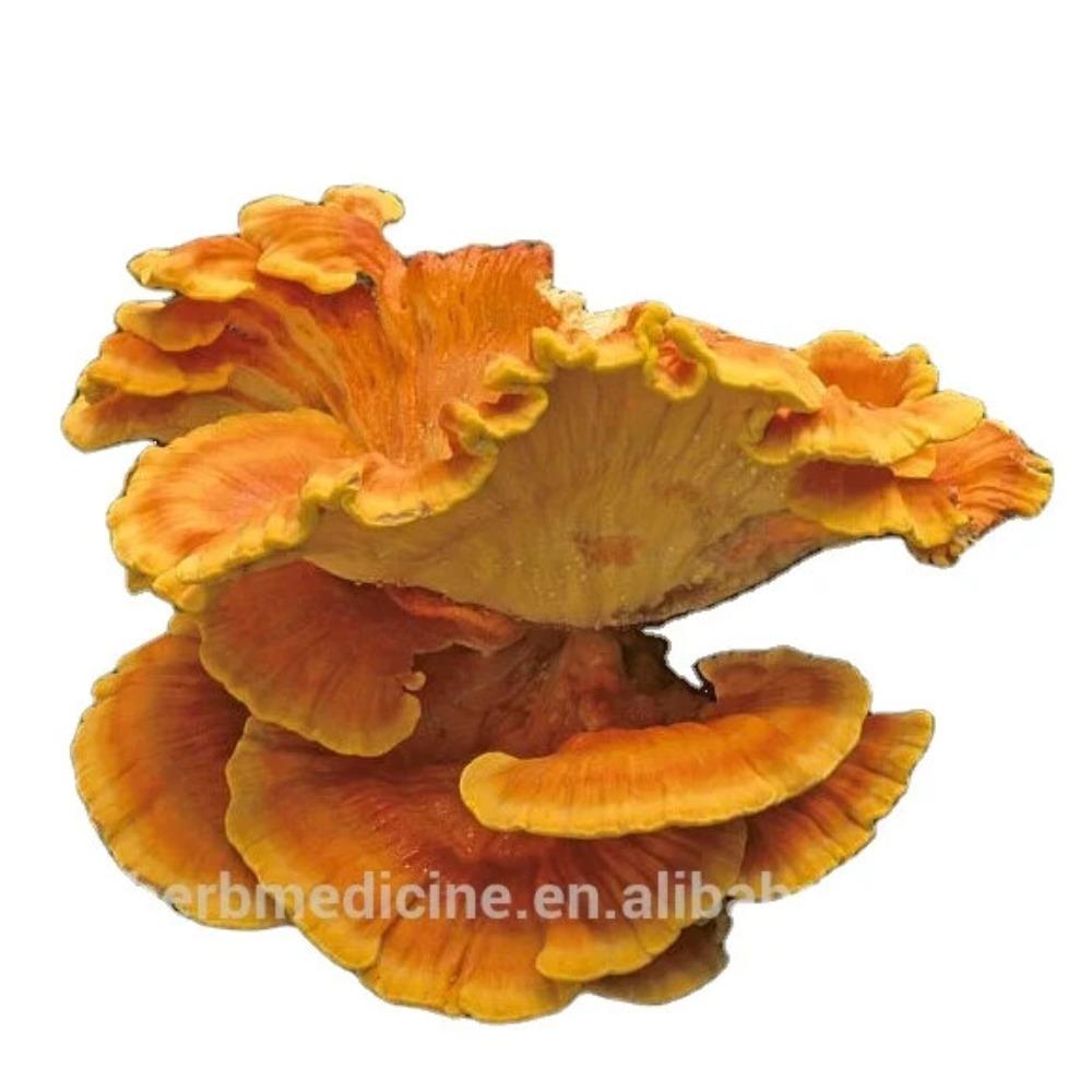 Natural Herbal Detox Tea Dried Laetiporus Sulphureus Murrill 500g Energy Support 01