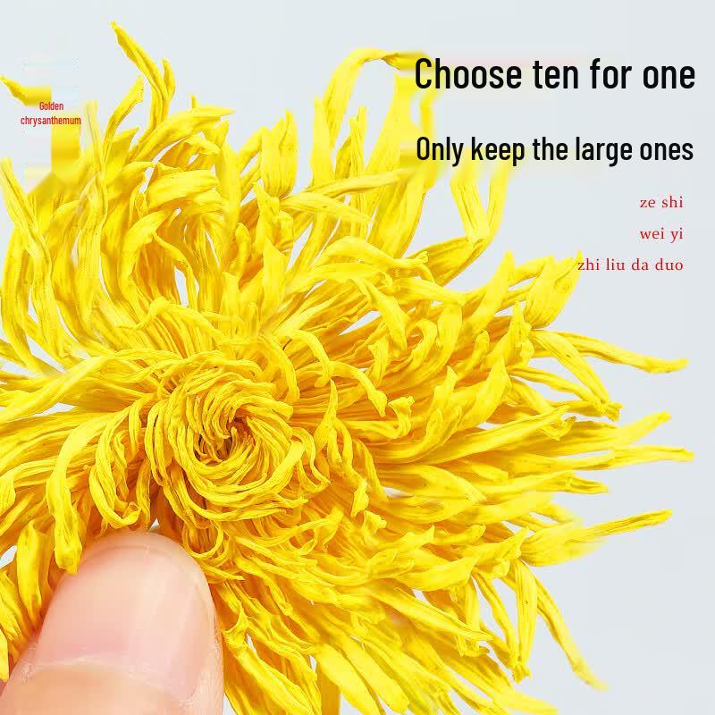 First Village 100 Large Golden Silk Chrysanthemum Tea Flowers