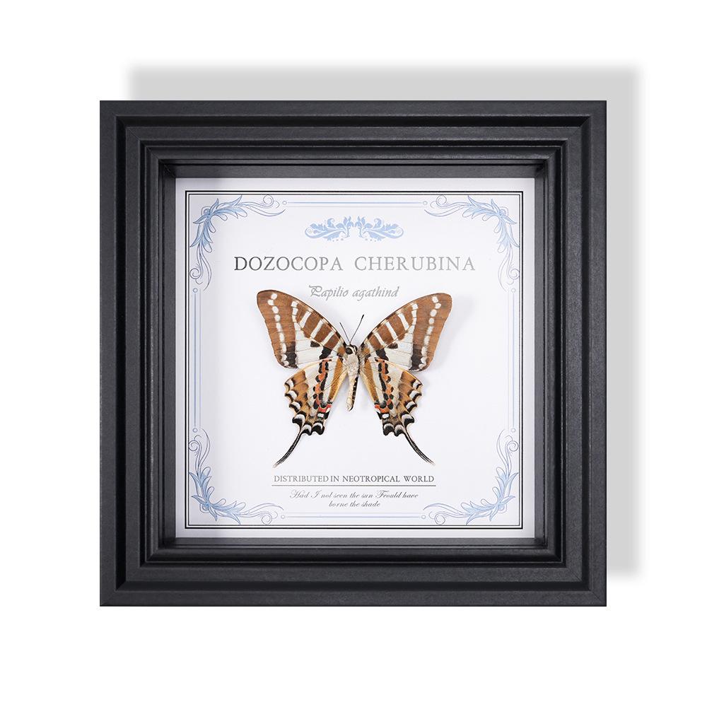 Wall-Mounted Butterfly Specimen Photo Frame: Home Decor & Gift for Valentine's Day, Qixi, Birthday, Couples & Insect Lovers