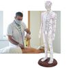 60cm Acupuncture Model Human Acupuncture Meridians Model with Base Acupuncture Needle Set