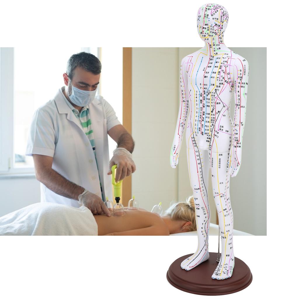 60cm Acupuncture Model Human Acupuncture Meridians Model with Base Acupuncture Needle Set