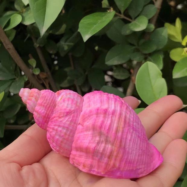 Eremitkräfta Ersättning & Snäcka Naturliga Snäckskal för Akvariumdekor