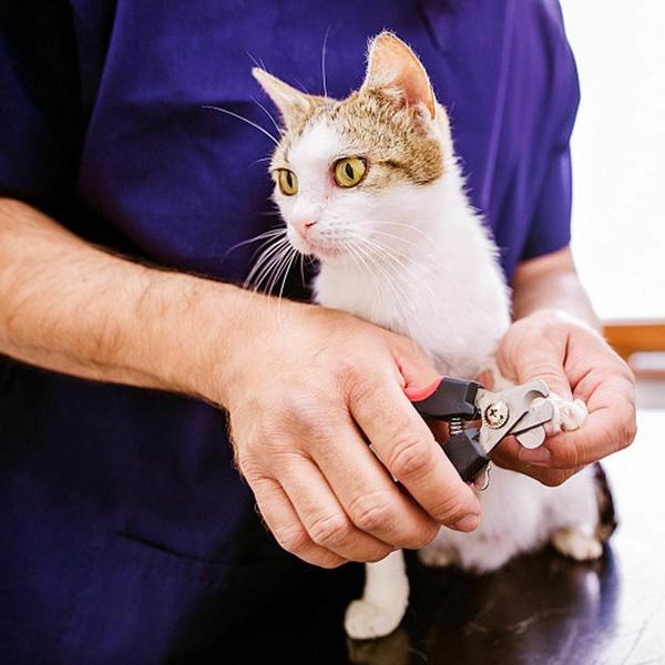 1PC S/L Pet Dog Cat Stainless Steel Professional Nail Toe Trimmer Clipper Grooming Tool