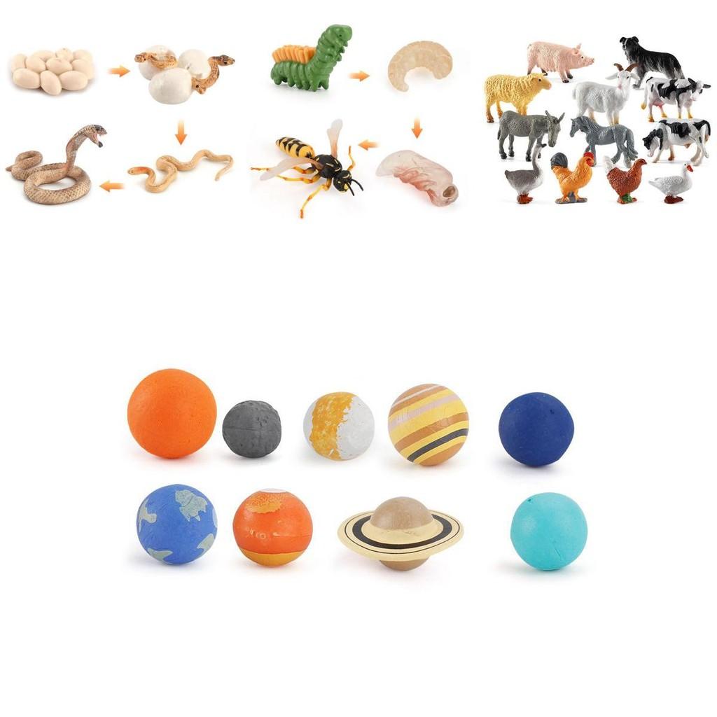 Charming Simulation Solid Turtle Chick Frog Animal Growth Cycle Montessori Teaching Aids For Educational Fun And Collectible Decor