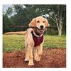 Breathable Mesh Dog Harness  Car Automotive Seat Safety Dog Chest Straps Outdoor Training  Adjustable Straps Pet Leash With