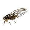 Cicada Figurine