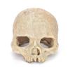 Human Skull  Model Fishtank Aquarium Landscaping Accessories For Scorpion Spider Lizard Snake