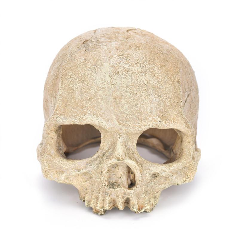 Human Skull  Model Fishtank Aquarium Landscaping Accessories For Scorpion Spider Lizard Snake
